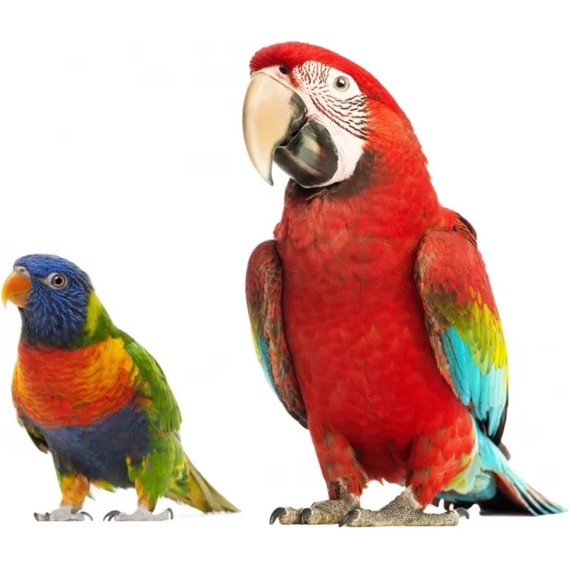 VAN IKKE Muursticker Set Papegaai multi