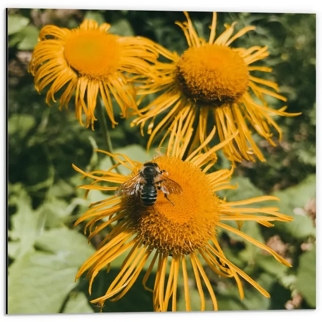KuijsFotoprint Dibond - Bij op Gele Bloemen - 50x50cm Foto op Aluminium (Met Ophangsysteem) Groen
