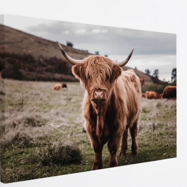 Saammp Canvas Schilderij - Groep Schotse Hooglander Koeien in de wei - Dieren - Natuur - 70x50 - Foto op canvas - Wanddecoratie - muurdecoratie Woonkamer - Slaapkamer decoratie - Canvas Print Multicolor