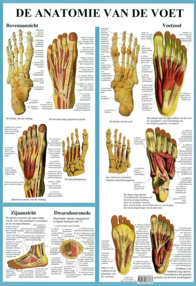 van Baarle Het menselijk lichaam - anatomie poster voetskelet en voetspieren (Nederlands, gelamineerd, A2) + ophangsysteem met ophangsysteem