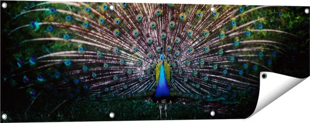 Gards Tuinposter Pauw met Kleurrijke Veren - Kleur - 120x40 cm - Tuindoek - Tuindecoratie - Wanddecoratie buiten - Tuinschilderij Multikleur