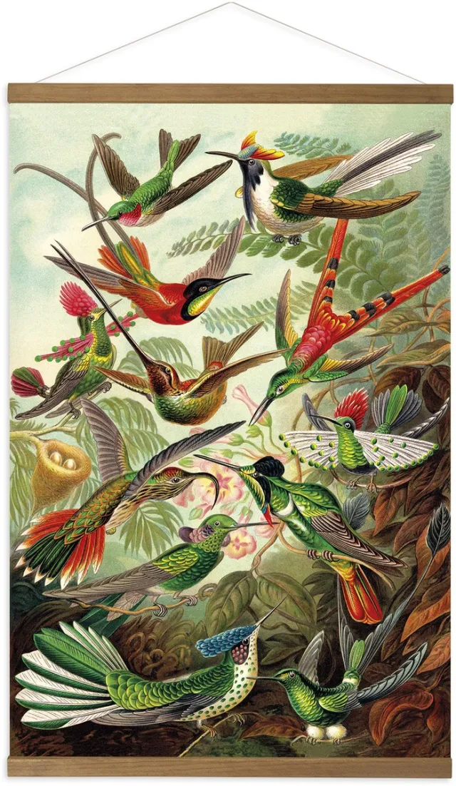 Art for the Home Hangende Poster Hummingbirds - Dieren - 80x60cm - Multikleur