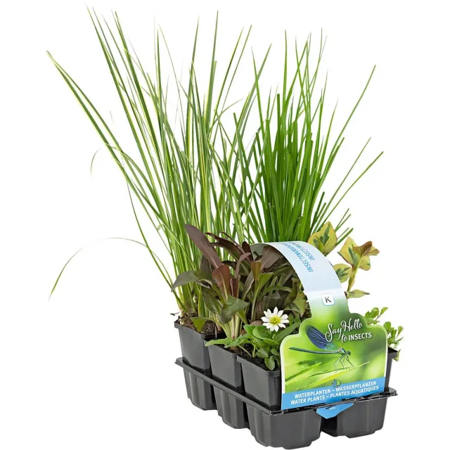 Moerings Insect Vriendelijke Vijverplanten Mix | In Thema Sixpack Groen