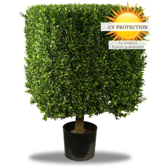 LeopoldFlora UV Buxus vierkant 30 cm Groen