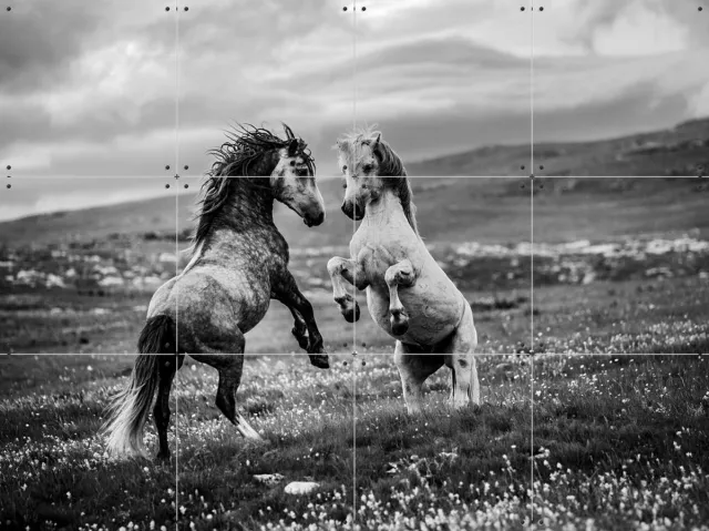 IXXI Wild and Free, Bridgeman Images - 80 x 60 cm - Grote wanddecoratie en posters - Fotografie, Woonkamer, Dieren, Wilde dieren, Natuur Zwart / Monochroom / Zwart en wit