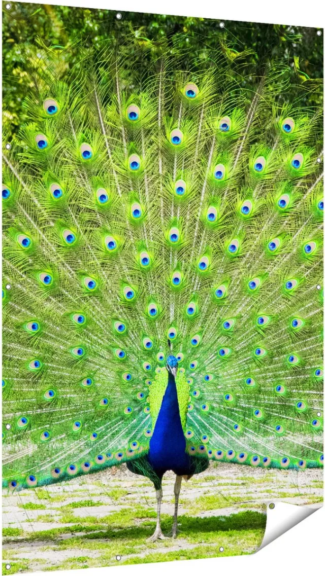 Gards Tuinposter Pauw met Grote Kleurrijke Veren - 120x180 cm - Tuindoek - Tuindecoratie - Wanddecoratie buiten - Tuinschilderij Multikleur