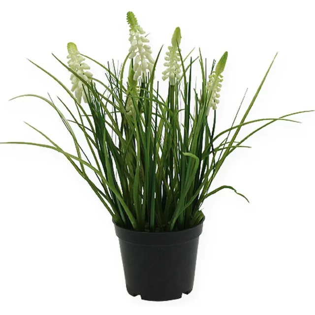 Viana Deco druif hyacint crème in pot 26cm Groente