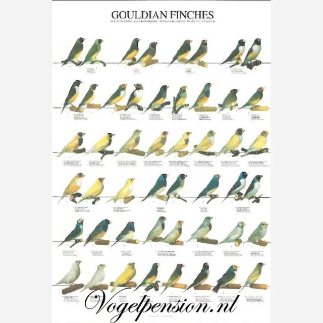 Birdsupply.nl Vogelposter Gouldamadines gelamineerd A4 - Vogelposters - Benodigdheden - Gouldamadine (Chloebia gouldiae) Meerkleurig