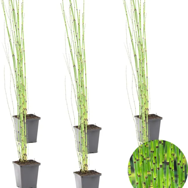 Bloomique Set van 6 - Equisetum Japonicum - Japanse Holpijp - Vijverplanten - Waterplanten - Winterhard - Hoogte 20-30 cm - Pot 9 cm 6x Kweekpot