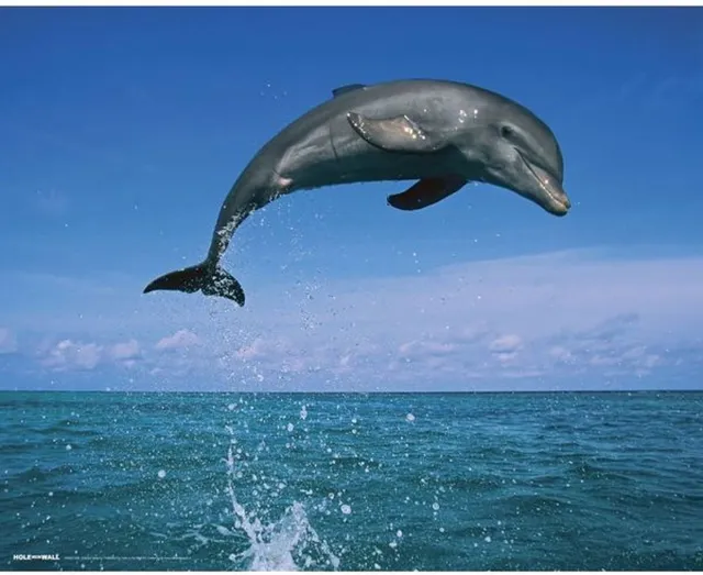 Hole in the Wall Dolphin Leaping - Poster - Muurdecoratie - 61x91.5 blauw