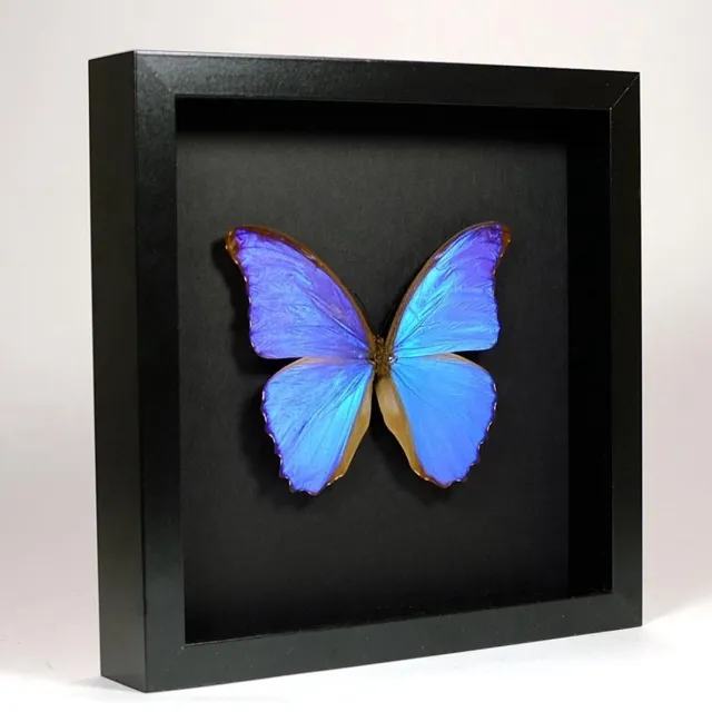 DeMuseumwinkel.com Opgezette blauwe vlinder in elegant zwarte lijst 25x25cm - Morpho didius