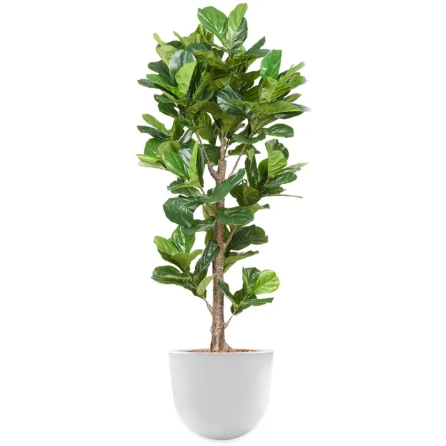 HTT Decorations Kunstplant Ficus Lyrata in Eggy H200 cm Groen