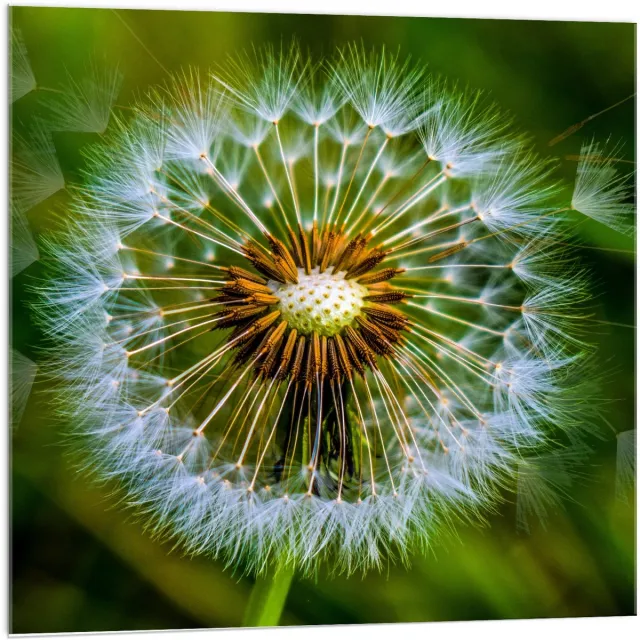 KuijsFotoprint Acrylglas - Paardenbloem - 100x100cm Foto op Acrylglas (Met Ophangsysteem) Groen