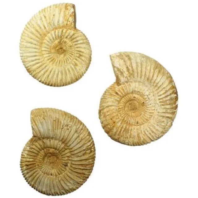 twintes Lot van 3 ruwe Ammonieten (fossielen) uit Madagaskar 282 gram Multi