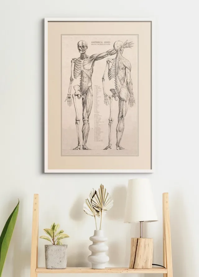 Esque Poster In Witte Lijst - Vintage Anatomie - 70x50 cm - Hart, Spieren, Organen en Skelet