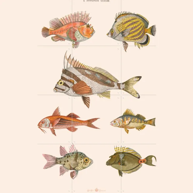 IXXI Zoologie XXXXIIII - Poissons, Aster Edition - 60 x 80 cm - Grote wanddecoratie en posters - Vintage, Illustraties, Kleurrijk, Woonkamer Roze