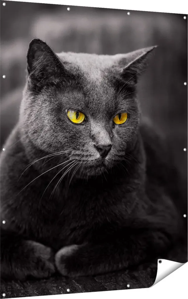 Gards Tuinposter Zwarte Kat met Gele Ogen - 120x160 cm - Tuindoek - Tuindecoratie - Wanddecoratie buiten - Tuinschilderij Multikleur