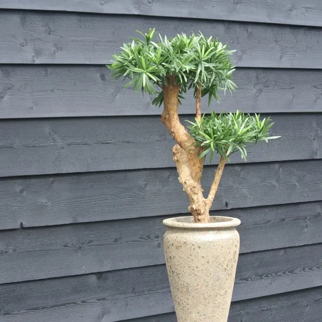 LeopoldFlora Design Kunstplant Podocarpus 70cm UV Groen
