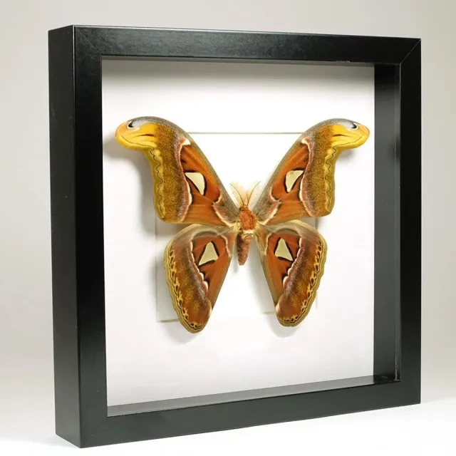 DeMuseumwinkel.com Opgezette Atlasvlinder in Zwarte Lijst 25x25 cm - Attacus Atlas