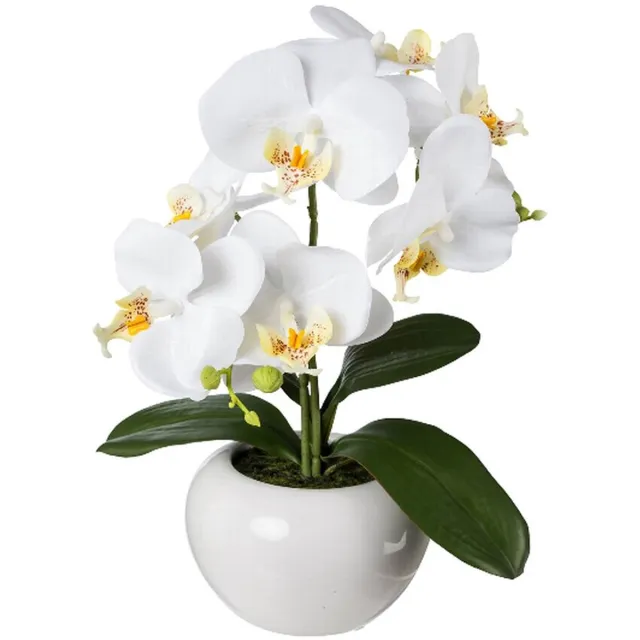 Gasper Vlinderorchidee Phalaenopsis Wit in Keramiek Pot 35 cm