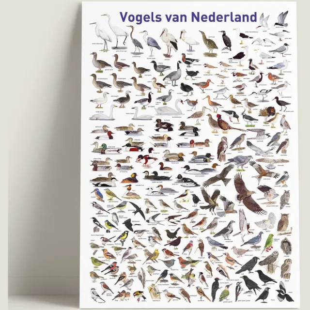 Tringa Paintings Poster 'Vogels van Nederland' wit