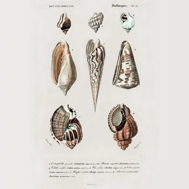 Esque Vintage Poster Schelpen - Natuur Zeedier Illustratie - Plant & Tuin - 50x70 cm Losse poster