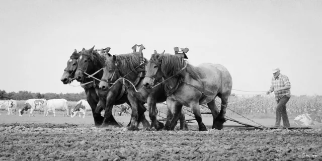 Passion For Art Trekpaarden TW15 - Foto - Ton van der Weerden - Fine Art Print op fotokwaliteit papier - 70 x 100 cm zwart-wit