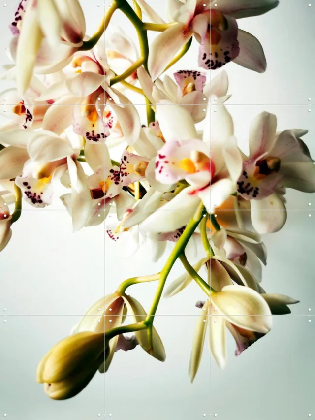 IXXI Tiny Orchids, Angelo Cerantola - 60 x 80 cm - Grote wanddecoratie en posters - Fotografie, Naturalisme, Woonkamer, Slaapkamer, Botanisch Wit / Lichte tinten