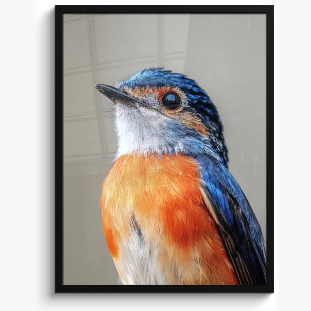 FrameYourWall Poster in lijst - Fotolijst 50x70 cm - Posters - Kleurrijk - Vogeltje - Veren - Blauw - Posterlijst zwart - Decoratie - Wanddecoratie woonkamer - Muurdecoratie slaapkamer