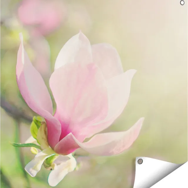 Gards Tuinposter Roze Magnolia Bloem - 70x70 cm - Tuindoek - Tuindecoratie - Wanddecoratie buiten - Tuinschilderij Multikleur