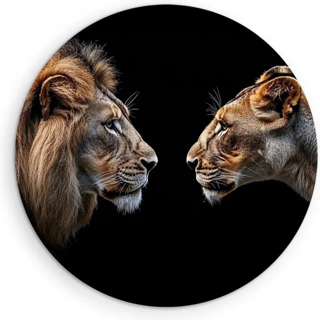 Saammp Forex Muurcirkel - Leeuw en leeuwin kijken naar elkaar - Dieren - Abstract - Ø 90 - Wandcirkel - Wanddecoratie Cirkel - Muurdecoratie Woonkamer - Slaapkamer decoratie - Rond Schilderij