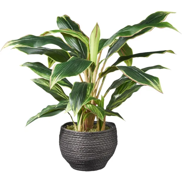 HTT Decorations Kunstplant Cordyline H60cm in mand zwart - HTT Decorations kunstplanten