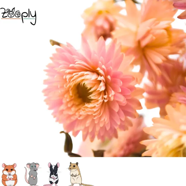 Zooply Strobloem - Licht roze - 70 gram - in koker