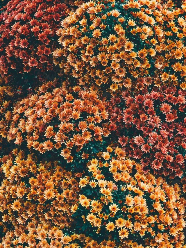 IXXI Autumn Flowers, Pati Photography - 60 x 80 cm - Grote wanddecoratie en posters - Fotografie, Woonkamer, Eetkamer, Slaapkamer, Botanisch Oranje / Warme kleuren