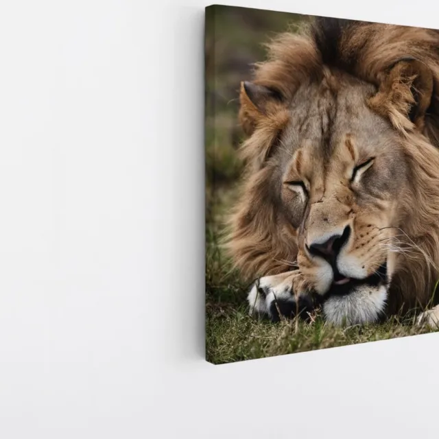 Saammp Canvas Schilderij - Slapende Leeuw - Dieren - Natuur - 20x20 - Foto op canvas - Wanddecoratie - Muurdecoratie Woonkamer - Slaapkamer decoratie - Canvas Print Multicolor