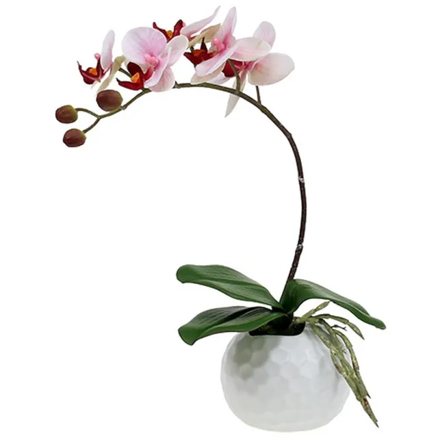 DPI GmbH Roze orchidee in keramische pot 31cm