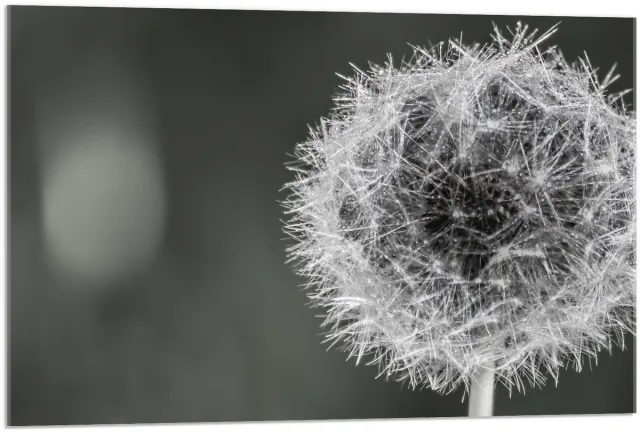 KuijsFotoprint Acrylglas - Paardenbloem in zwart/wit - 90x60cm Foto op Acrylglas (Wanddecoratie op Acrylglas)