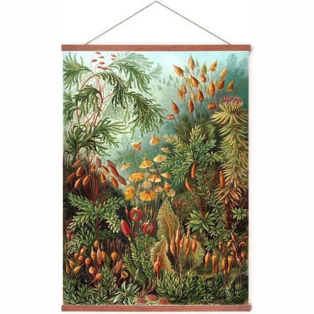 Esque Poster In Posterhanger - Muscinae - Kader Hout - Ernst Haeckel - Botanisch - 70x50 cm - Vintage - Ophangsysteem
