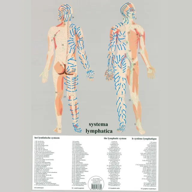 van Baarle Het menselijk lichaam - anatomie poster lymfe (Nederlands, gelamineerd, A2) zonder ophangsysteem