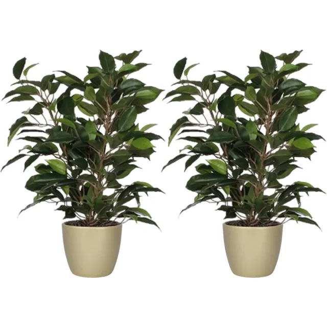 Mica Decorations 2x stuks groene ficus kunstplant 40 cm met plantenpot parelgoud D13.5 en H12.5 cm