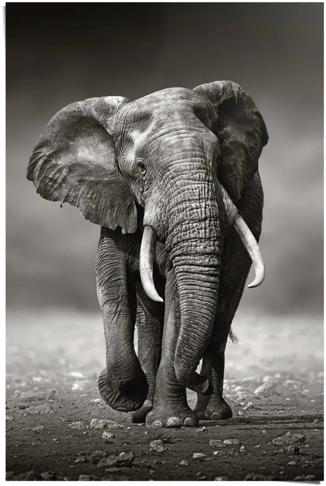 Reinders Poster Wandelende olifant - 91,5 x 61 - Papier - REINDERS