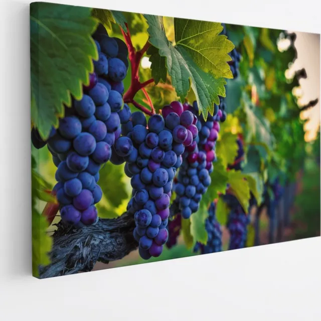 Saammp Canvas Schilderij - Druiventros - Landschap - Natuur - 50x40 - Foto op canvas - Wanddecoratie - Muurdecoratie Woonkamer - Slaapkamer decoratie - Canvas Print Multicolor