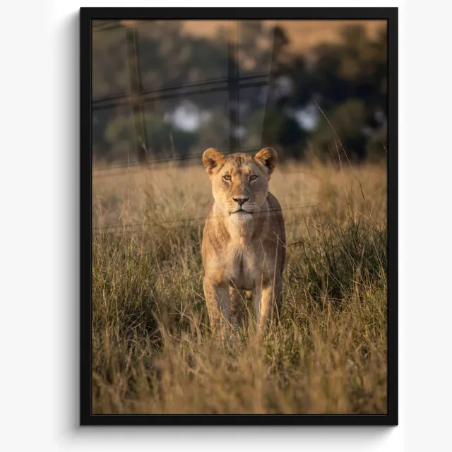 FrameYourWall Poster in lijst - Fotolijst 50x70 cm - Posters - Leeuwin - Gras - Geel - Posterlijst zwart - Decoratie - Wanddecoratie woonkamer - Muurdecoratie slaapkamer