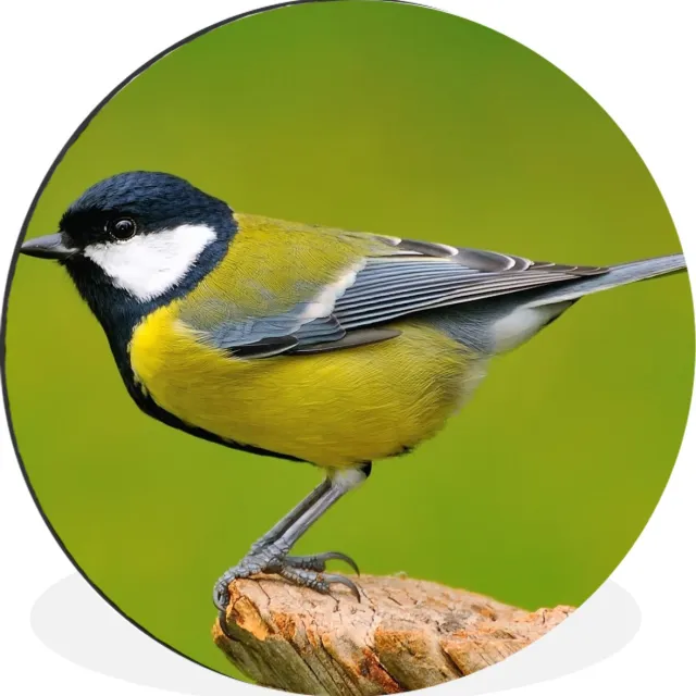 WallCircle Wandcirkel - Muurcirkel - Vogel - Koolmees - Dieren - Groen - Aluminium - Dibond - 120x120 cm - Binnen en Buiten