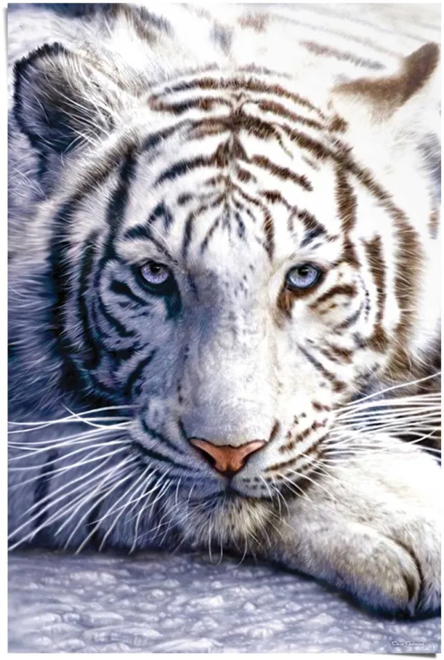 Reinders Poster White tiger - 91,5 x 61 - Papier - REINDERS wit