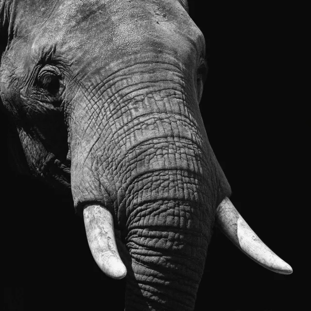 WANDKRAFT Schilderij - olifant - Collectie faces - Dibond wit - 74x74cm Black-White