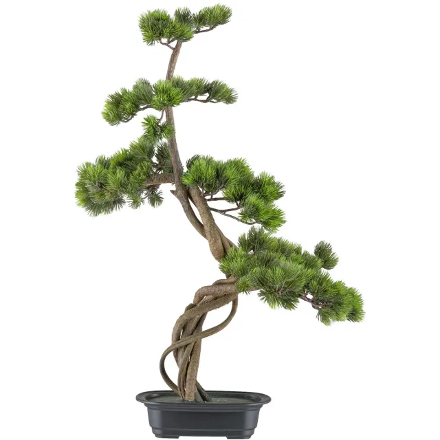 Kopu Bonsai Kopu - Circa 70 X 45 cm - In Een Zwarte Plastic Pot Groen