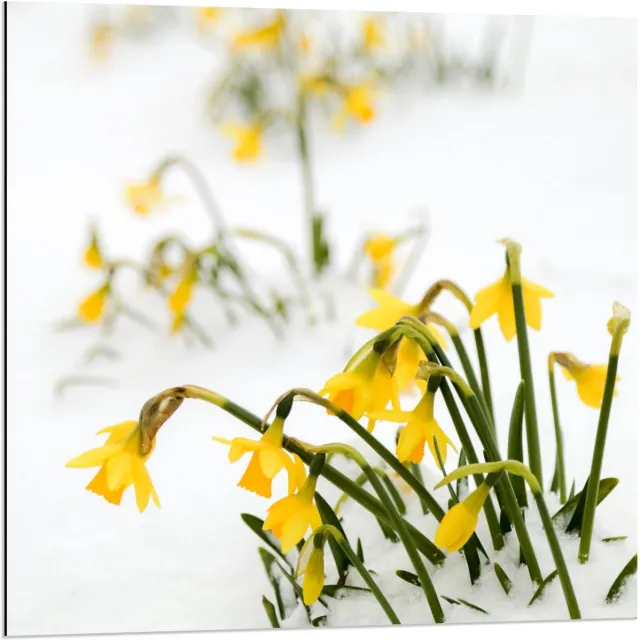 KuijsFotoprint Dibond - Gele Bloemen in de Sneeuw - 80x80cm Foto op Aluminium (Met Ophangsysteem) Groen