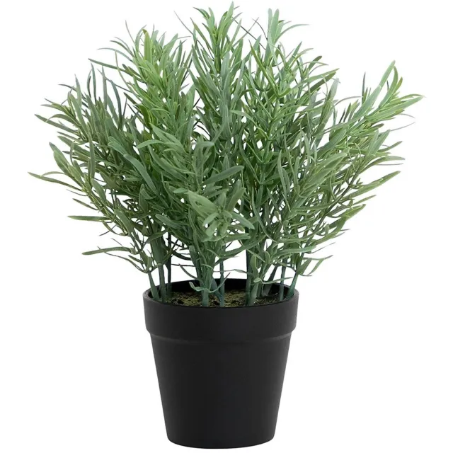 Emerald Rosemary in pot 25 cm Emerald onbekend
