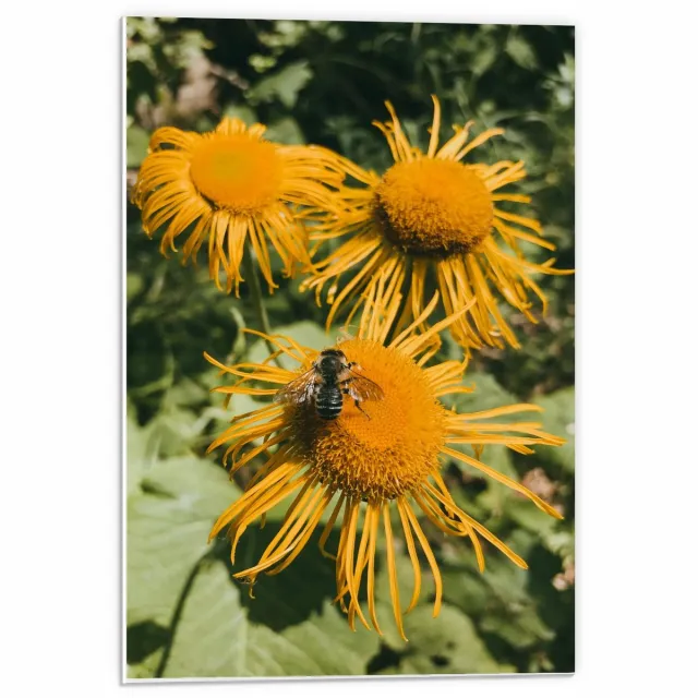 KuijsFotoprint Forex - Bij op Gele Bloemen - 40x60cm Foto op Forex Groen